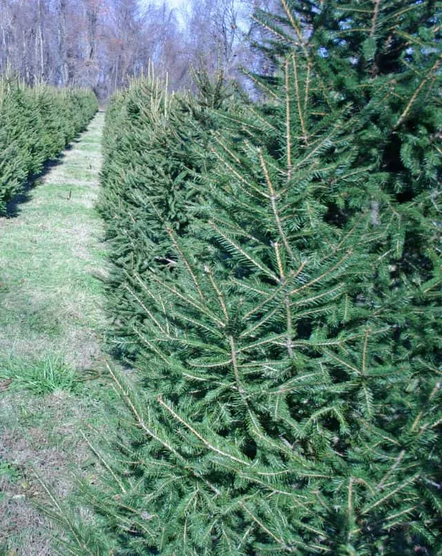 Christmas tree farms in WI, looking down grassy middle between two rows of Christmas trees