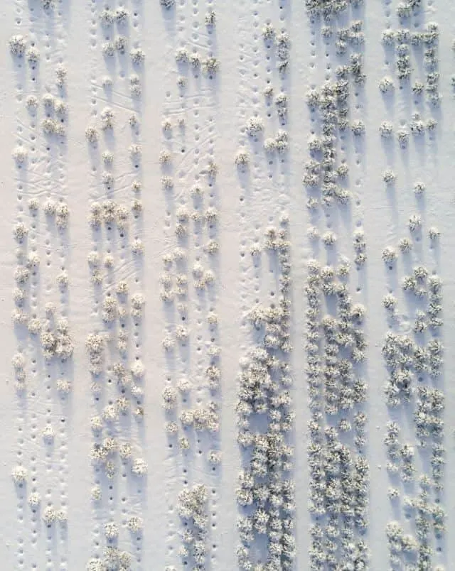 Best tree farms in Wisconsin, aerial view looking directly down at rows and rows of trees of snow covered trees surrounded by snow with many many missing