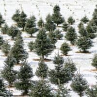 Best Christmas Tree Farms in Wisconsin, snowy field of Christmas trees