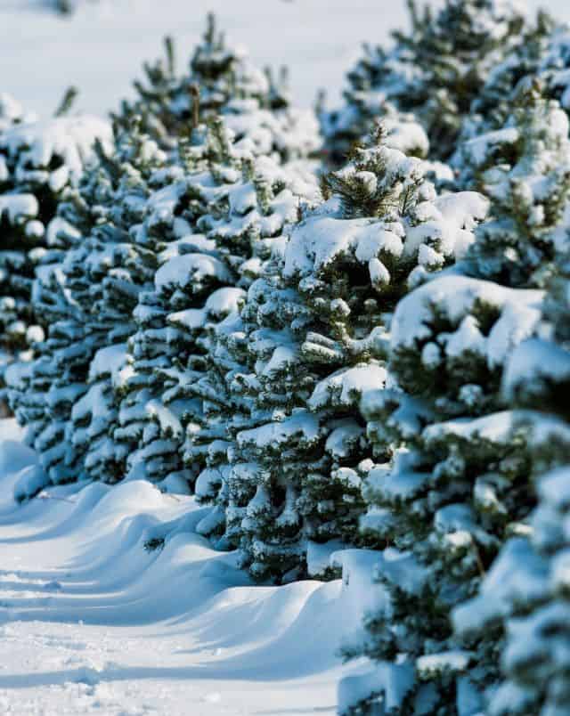 Where to buy Christmas trees in Wisconsin, row of snow covered trees surrounded by snow
