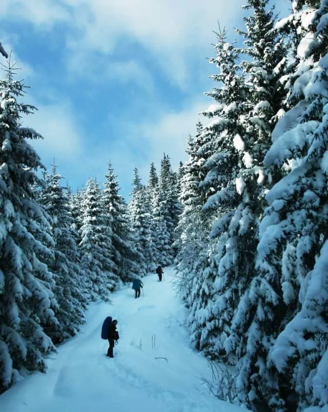 Best winter activities Madison, WI has to offer, several people hiking in winter along path lined with giant pine trees under bright blue sky