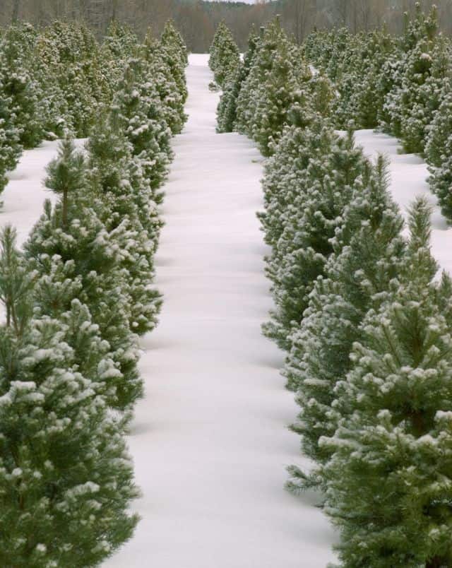 Best Christmas tree farms Wisconsin has to offer, camera pointed at snow between two rows of Christmas trees covered in snow with more rows on either side