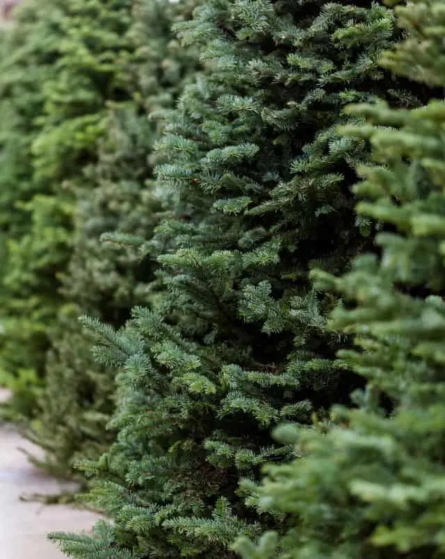 Where to cut your own Christmas tree in Wisconsin, close up of pine tree in a row of trees