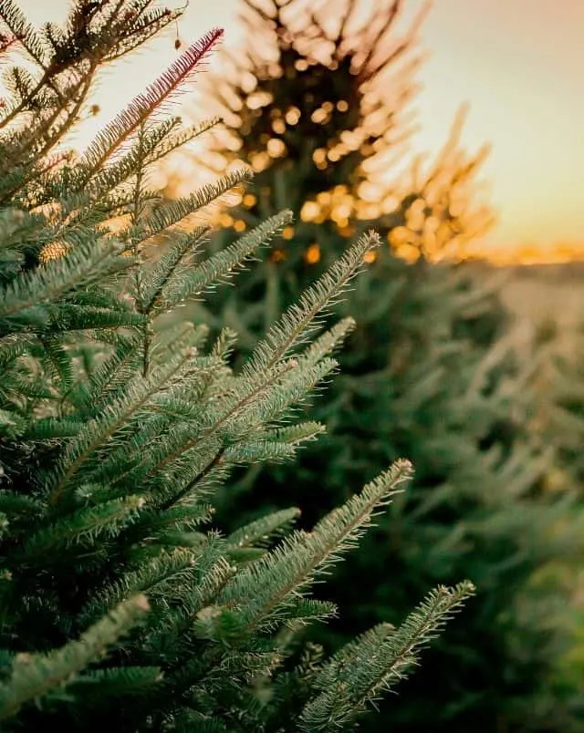 Where to find a Christmas tree farm in Wisconsin, close up of pine tree branch at sunset