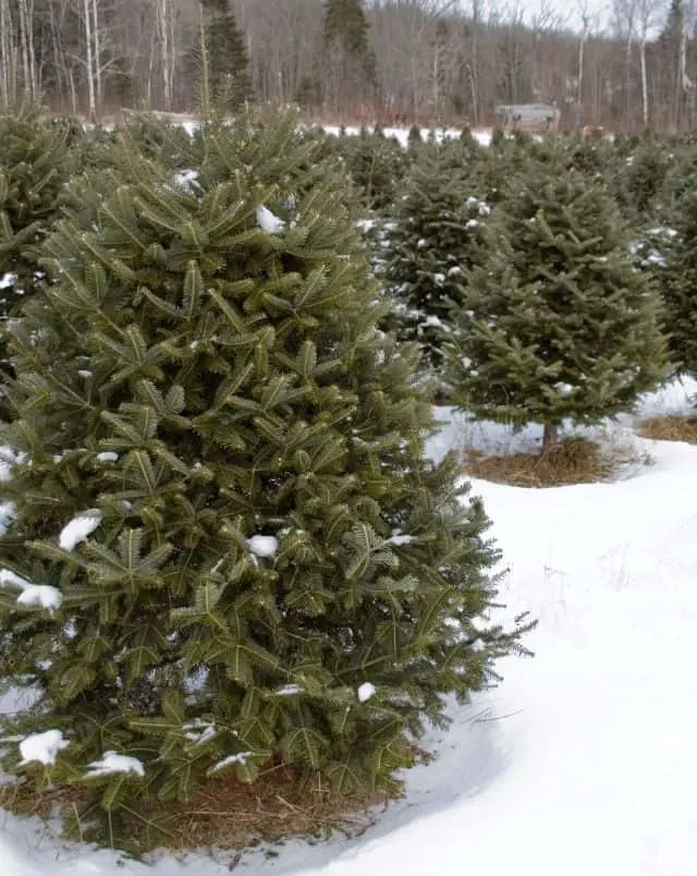 Family Christmas tree farms in Wisconsin, selection of Christmas trees in the snow