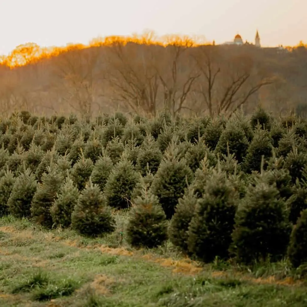 a field of Christmas trees with the sun setting behind them.
