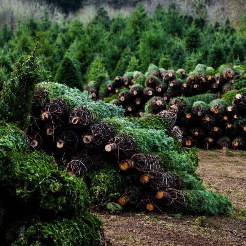a large pile of christmas trees in a field