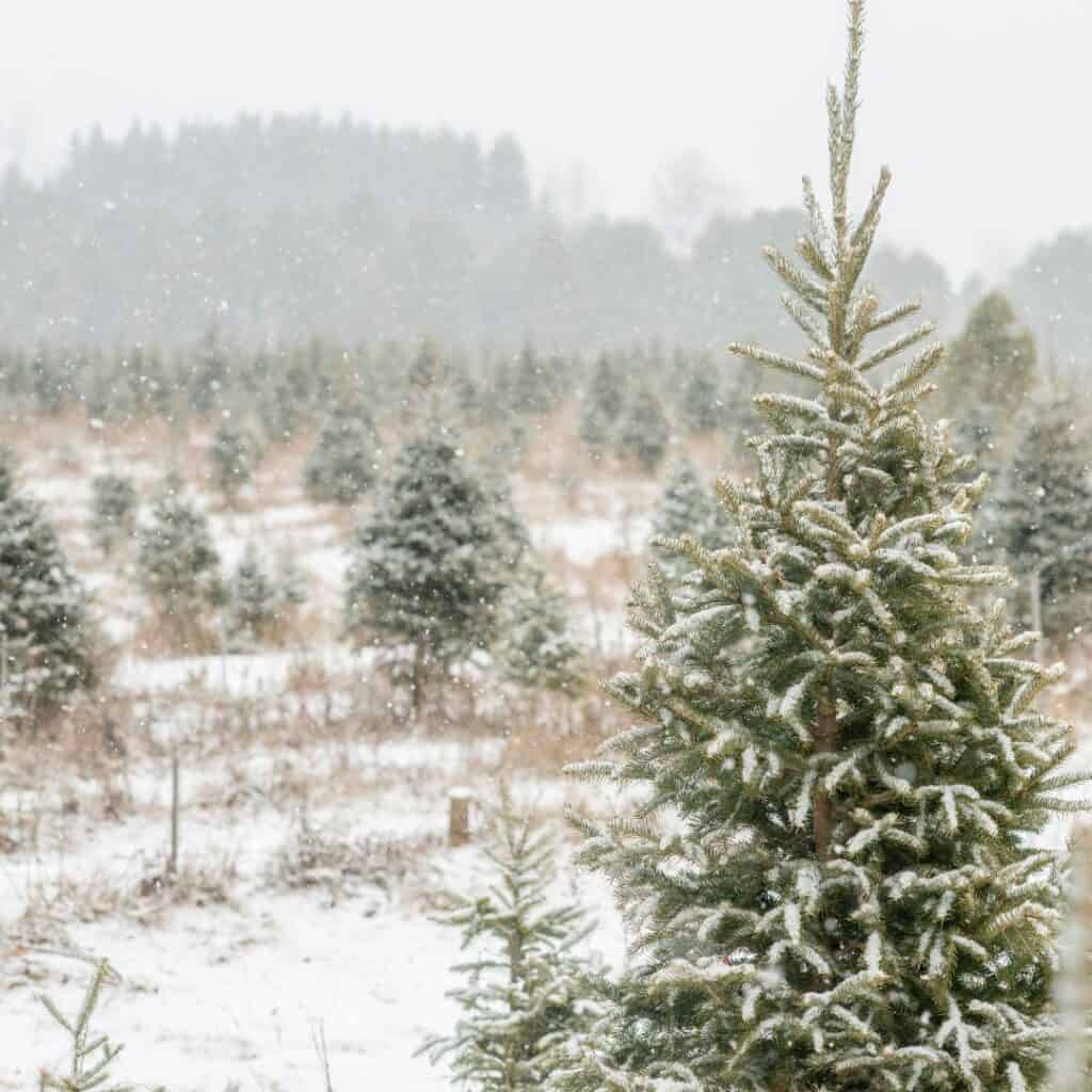 a christmas tree farm in the snow