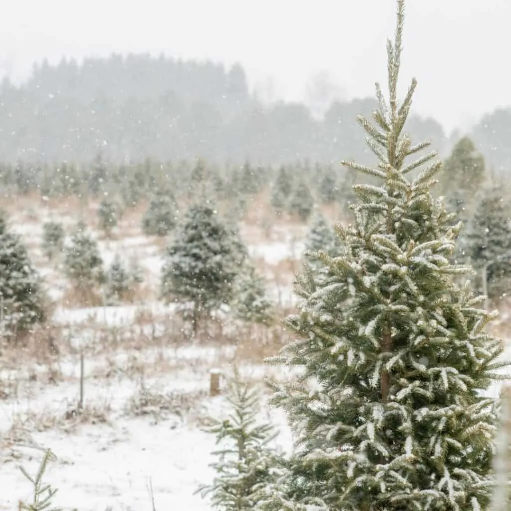 a christmas tree farm in the snow