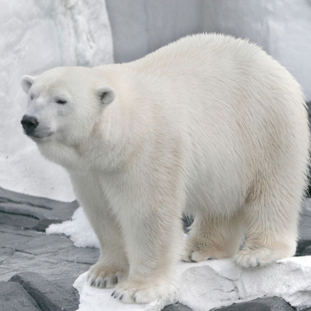 a white polar bear on top of an ice block on rocks with snowy rocks at the back