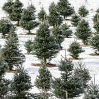 Best Christmas Tree Farms in Wisconsin, snowy field of Christmas trees