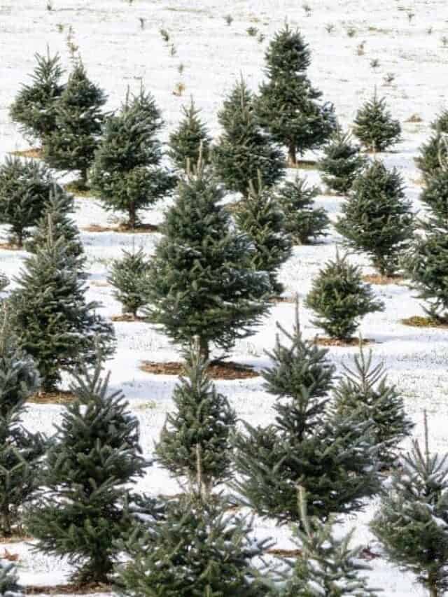 Best Christmas Tree Farms in Wisconsin Story