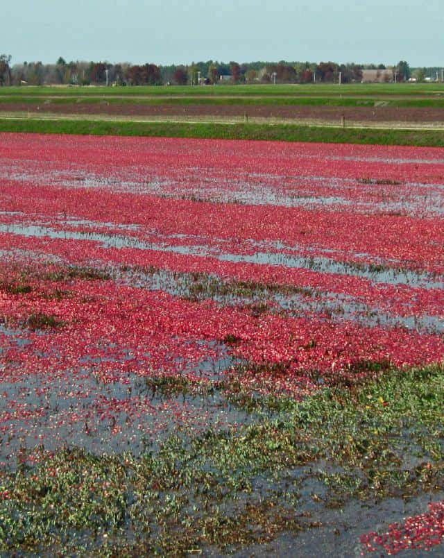Try out some unique road trips in fall in Wisconsin, field of bright red Cranberry marsh with more in the distance