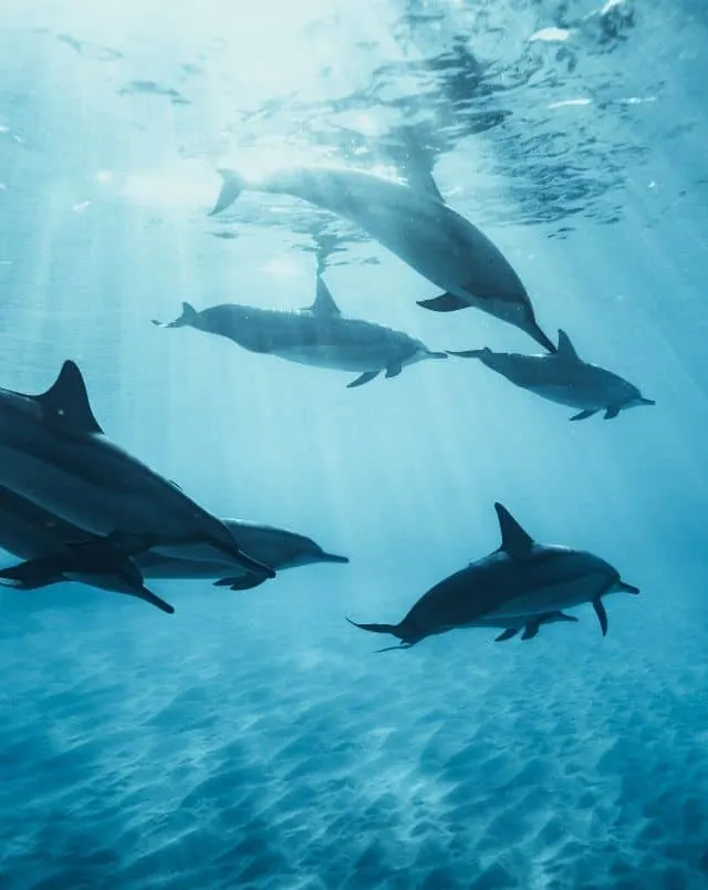 eight dolphins swimming in groups in shallow clear blue water