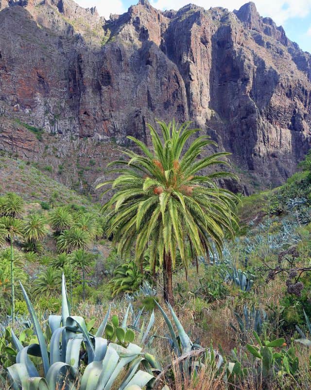 Best places to visit in Tenerife south, Bright green palm tree standing in a lush green valley full of grass and shrubs in front of a large and imposing wall of rocky mountain peaks under a bright cloudy sky