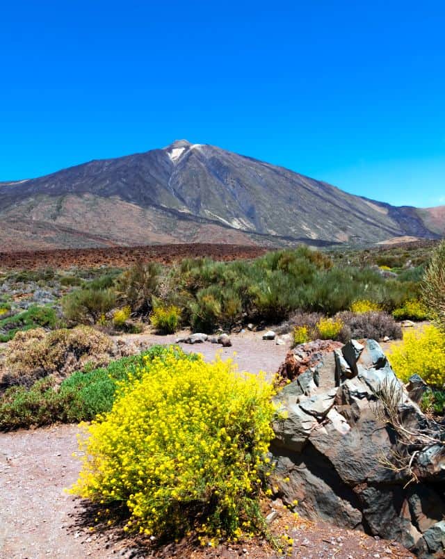view of a non-barren desert landscape with bright yellow bushes in forefront and large mountain in background under a clear blue sky, autofahren auf teneriffa