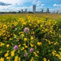 Fun Outdoor Activities in Milwaukee, wide shot of large field of yellow flowers with some purple flowers in the foreground and skyline of large built up city in the background under a bright blue sky with grey clouds