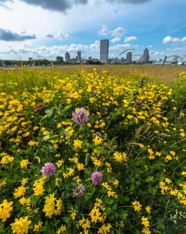 Fun Outdoor Activities in Milwaukee, wide shot of large field of yellow flowers with some purple flowers in the foreground and skyline of large built up city in the background under a bright blue sky with grey clouds
