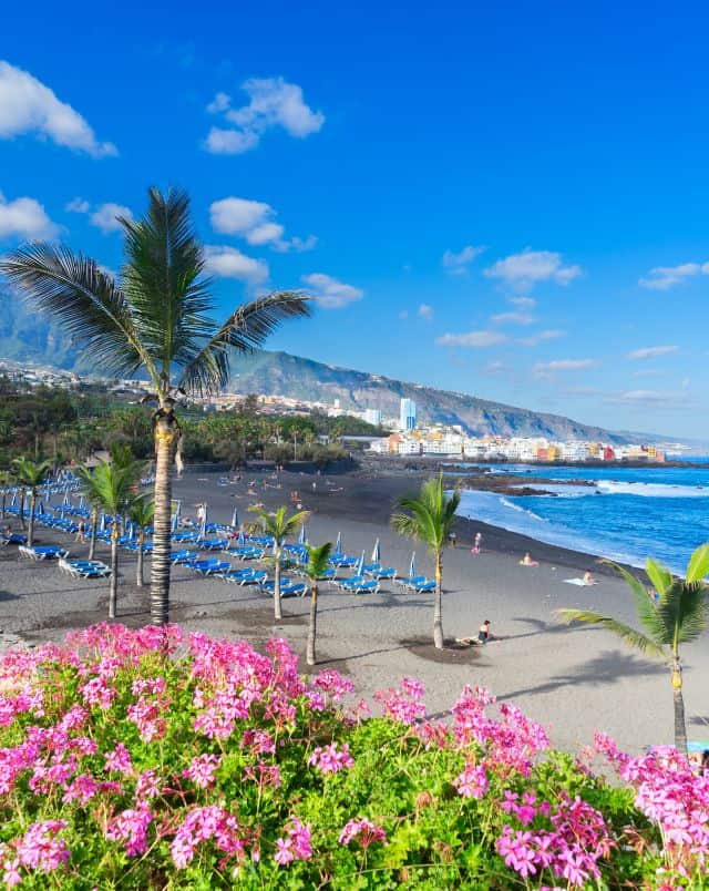 best hotels in Puerto de la Cruz Tenerife, pink and green flowers in the foreground in front of a long sandy beach with rows of arranged sun loungers and palm trees stretching off into the distance towards a built up area full of white apartment buildings all under a clear blue sky with some wispy white clouds
