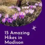 Pin with image of person walking across a field with purple & white flowers, text below pin reads '15 amaing hikes in Madison Wisconsin'