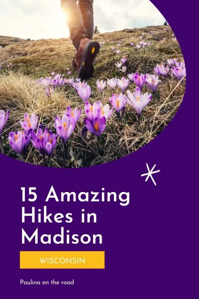 Pin with image of person walking across a field with purple & white flowers, text below pin reads '15 amaing hikes in Madison Wisconsin'
