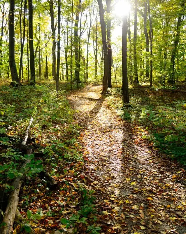 best hikes around Milwaukee, hiking path through forest covered in fallen leaves surrounded by trees with sun poking through