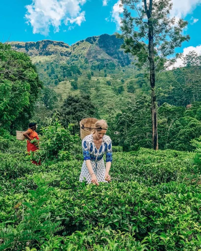 tea plantations in sri lanka, girl picking tea