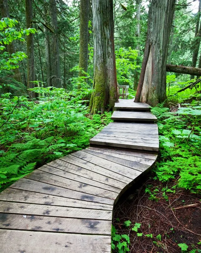 best hikes near Milwaukee, Neatly arranged raised wooden path leading through some dense forest with tall trees flanking the path at various points and vibrant green foliage covering the ground around the bridge