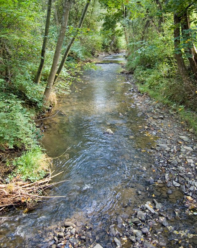 fun hiking trails near Milwaukee, View looking down a low stream as it winds its way over many small rocks through dense green forest