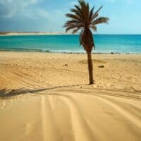 Best Hotels in Boa Vista Cape Verde, A single palm tree standing on some golden yellow sand next to a large body of turquoise water