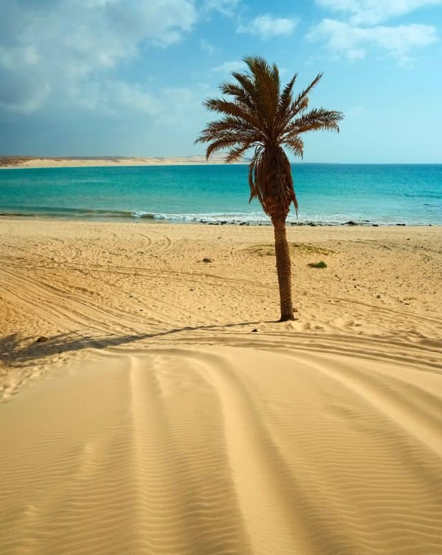 A single palm tree standing on some golden yellow sand next to a large body of turquoise water