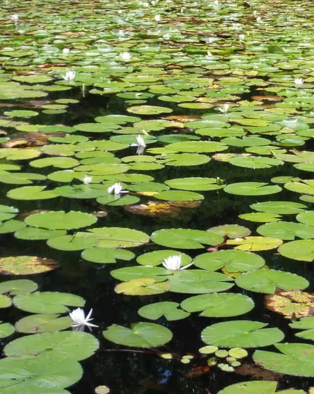 the best hiking in Milwaukee, View of many lilypads sitting floating on the still waters of a lake