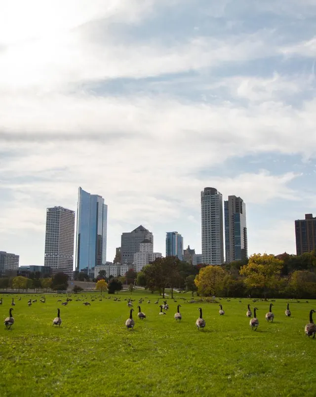 where to go for Wisconsin kid-friendly vacations, View looking across a wide open field of green grass populated by many wandering geese with a backdrop of differently shaped skyscrapers all under a bright cloudy sky. You can find some of the best Milwaukee resorts here.