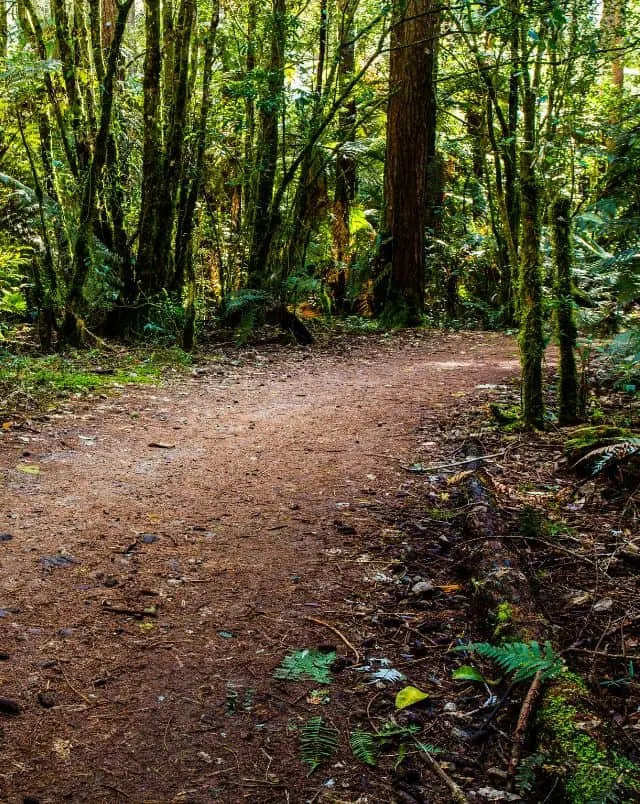 where to find bike trails in Milwaukee. Quiet, empty dirt path leading through very lush green forest