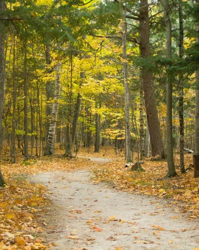 Best bike trails in Door County, Wisconsin, Path through dense forest with many trees displaying colorful autumnal leaves of green and yellow and orange