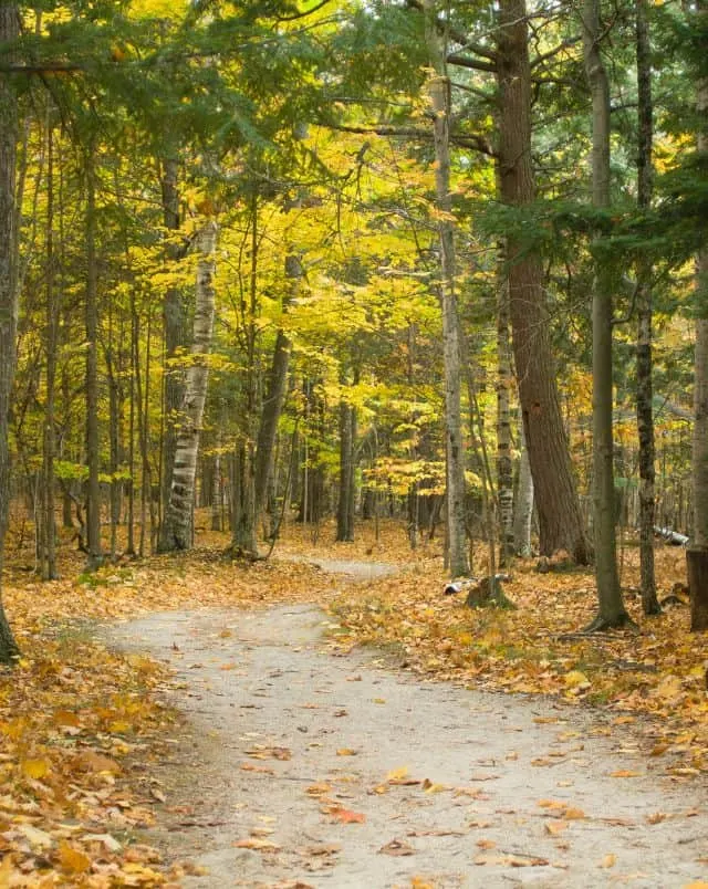 Path through dense forest with many trees displaying colorful autumnal leaves of green and yellow and orange in door county, wisconsin