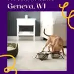 a pin with a small dog eating food at a pet-friendly hotel in Lake Geneva, Wisconsin