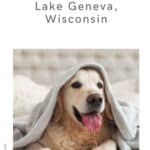 a pin with a Labrador dog on a hotel bed in Lake Geneva, Wisconsin.