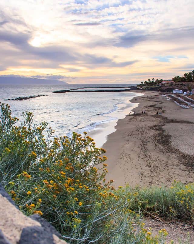 Weather in Tenerife in October, View along white sandy beach with yellow flowers in the foreground and white surf lapping at the shore which stretches off into the distance all under a dramatic bright cloudy sky