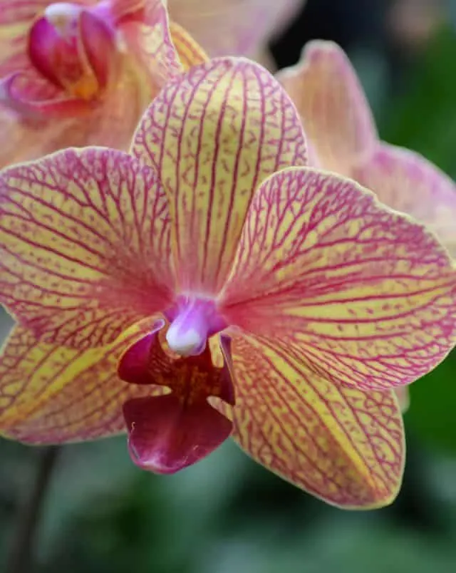 activities in Puerto de la Cruz, Close up shot of a pink and yellow flower with green leaves behind