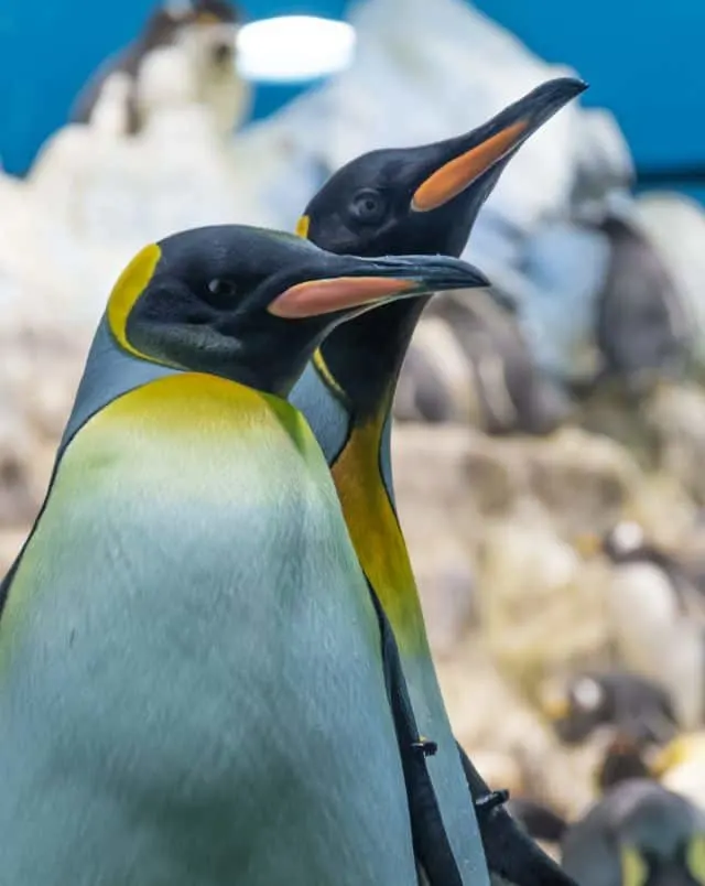 Close up shot of two penguins looking off to one side and displaying the bright orange parts of their beaks with more penguins behind