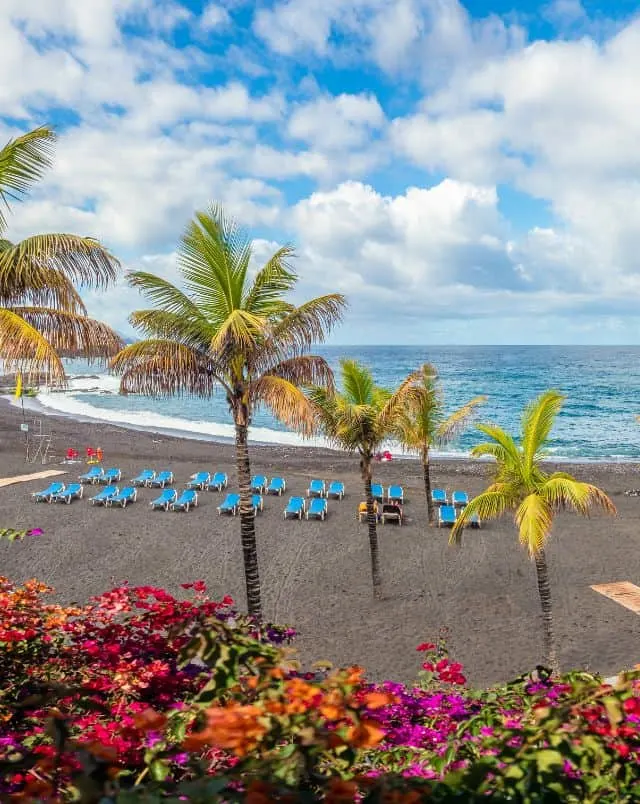 Best beaches in Puerto de la Cruz, View of sandy beach with many pairs of sun loungers and some standalone palm trees with colourful flowers in the foreground and the wide open sea behing all under a blue sky full of white fluffy clouds