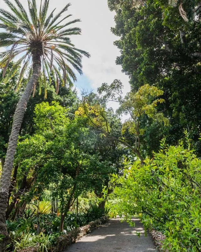 best botanical gardens Puerto de la Cruz, View of path leading through a dense area of green trees and foliage with one tall palm tree on the left hand side all under a bright grey sky