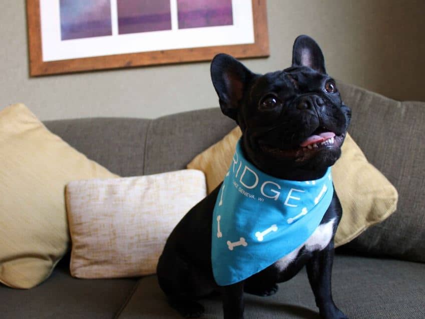 a black dog with a ridge hotel scarf