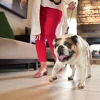 a dog on a leash at Staybridge Suites Wisconsin Dells, pet-friendly resorts in Wisconsin