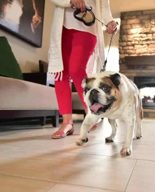 a dog on a leash at one of the best pet-friendly resorts in Wisconsin