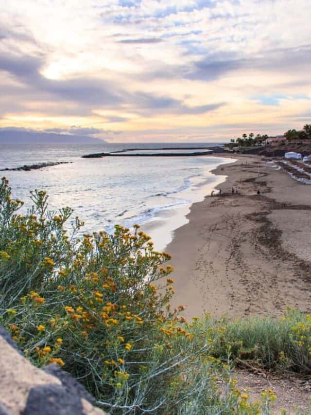 Where To Stay In Tenerife For Hiking, View along white sandy beach with yellow flowers in the foreground and white surf lapping at the shore which stretches off into the distance all under a dramatic bright cloudy sky