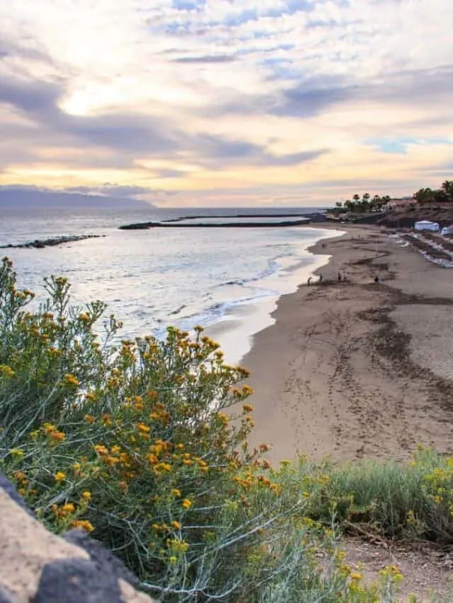 Where To Stay In Tenerife For Hiking, View along white sandy beach with yellow flowers in the foreground and white surf lapping at the shore which stretches off into the distance all under a dramatic bright cloudy sky