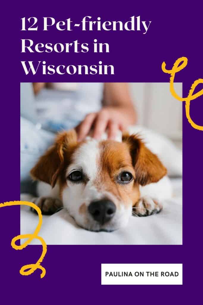 a pin with a small size dog being petted on a bed at one of the best pet-friendly resorts in Wisconsin