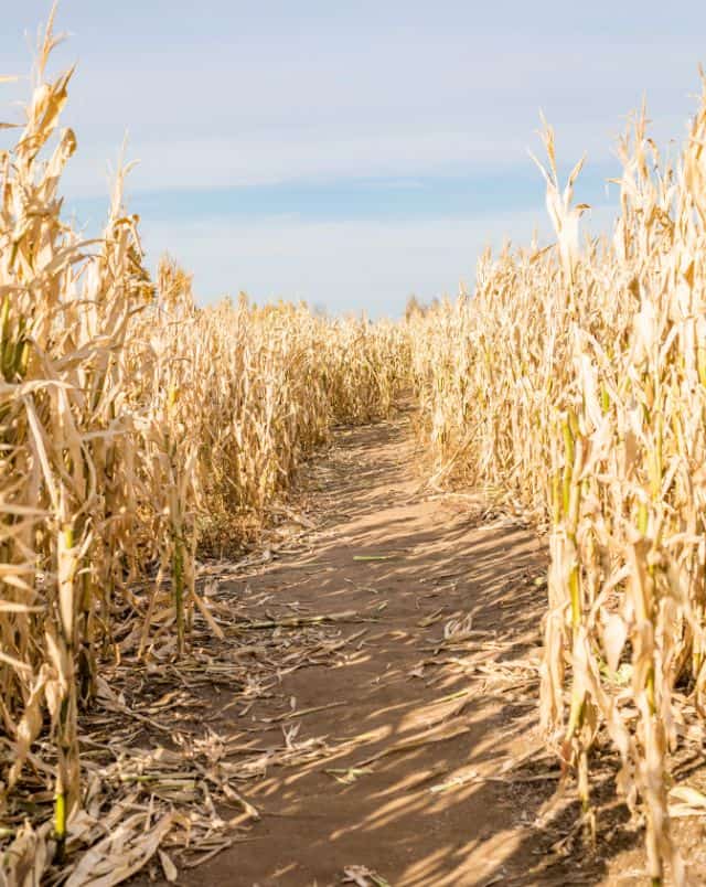 Best Lake Geneva activities, View down a long corridor in a corn field with ears of yellow brown corn either side of the path under a bright cloudy sky